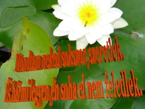 idezet2..jpg